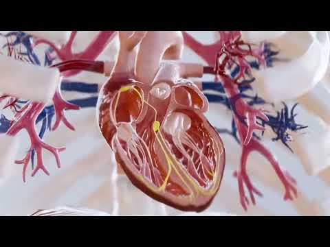 Medikal - Kalp Açıklayıcı 3D Animasyon