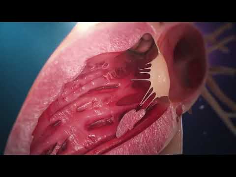 Medikal - Kalp Detaylı 3D Animasyon